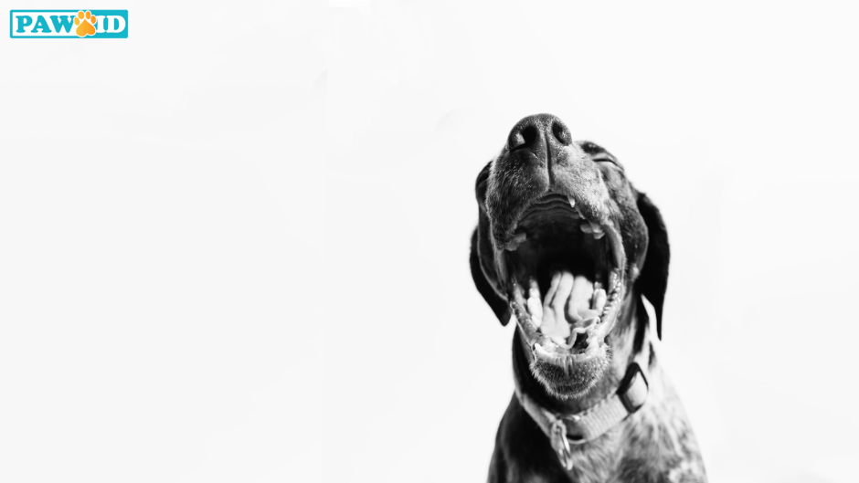 A dog’s yawn is not quite the same as a human’s yawn