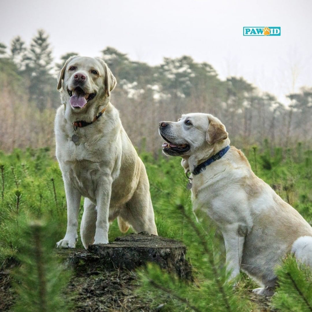 The Best Dog Collars in Australia - An Overview