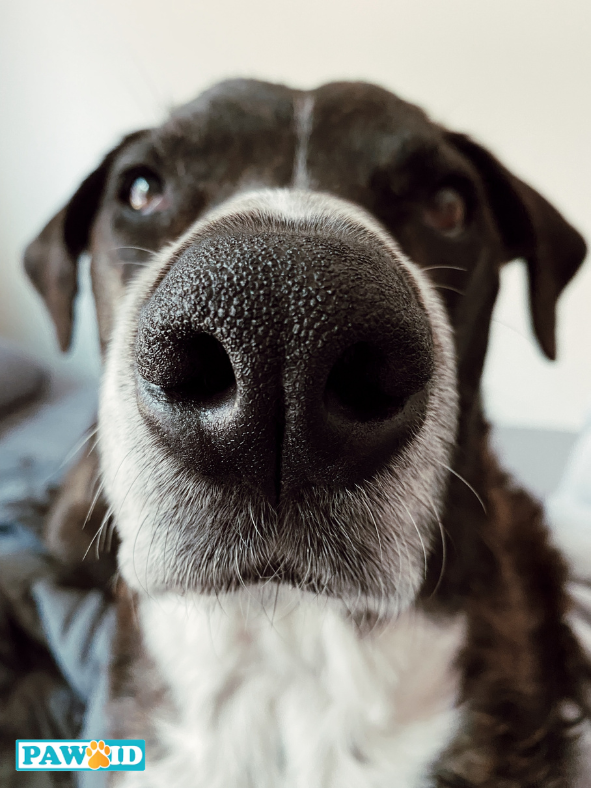 Like fingerprints, dog nose prints are just as unique as the dogs they belong to