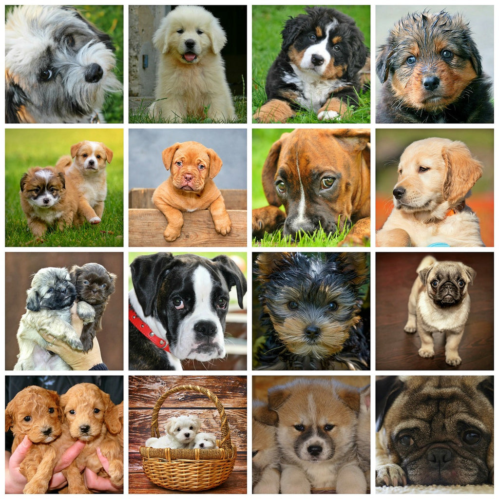 Dog Breed Size Chart: Neck Size, Girth, and Weight Range