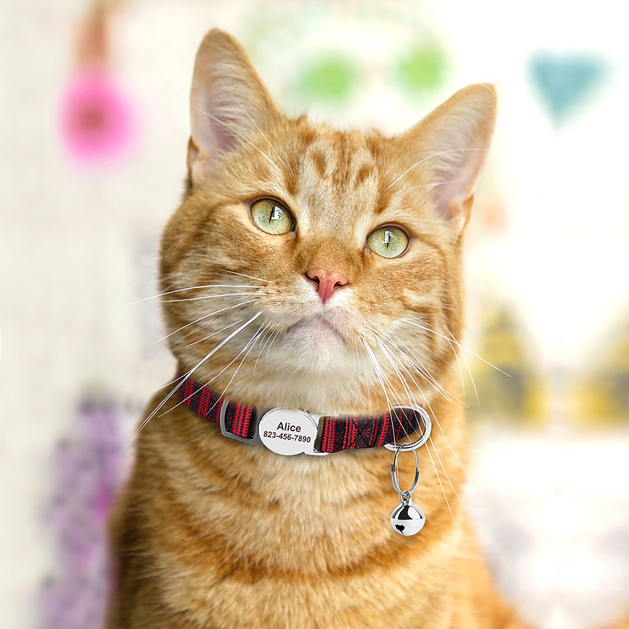 Personalised sales kitten collar