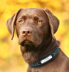 Custom Engraved Hand Braided Leather Dog Collar