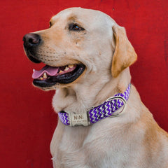 Custom ID Engraving Zigzag Dog Collar